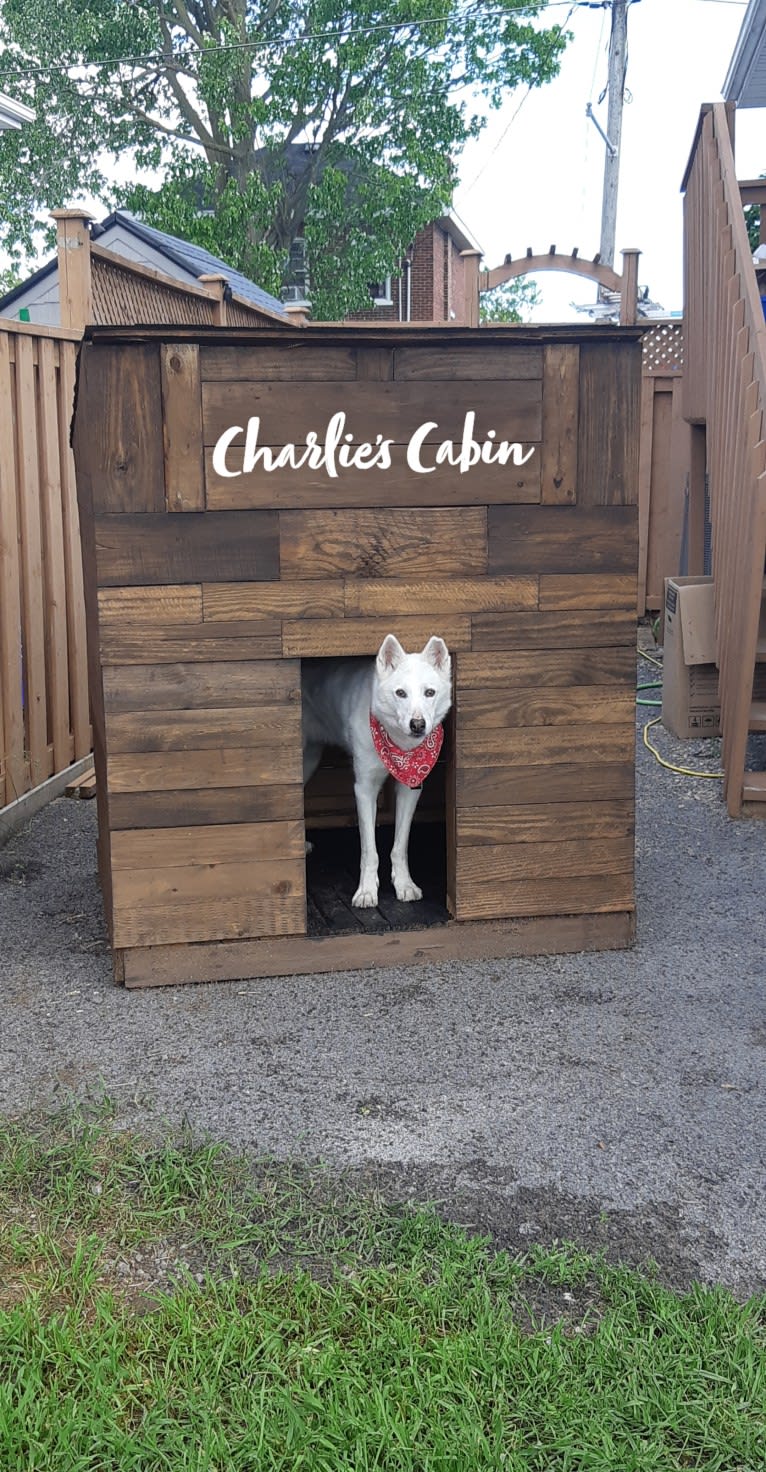 Charlie, an Alaskan-type Husky tested with EmbarkVet.com