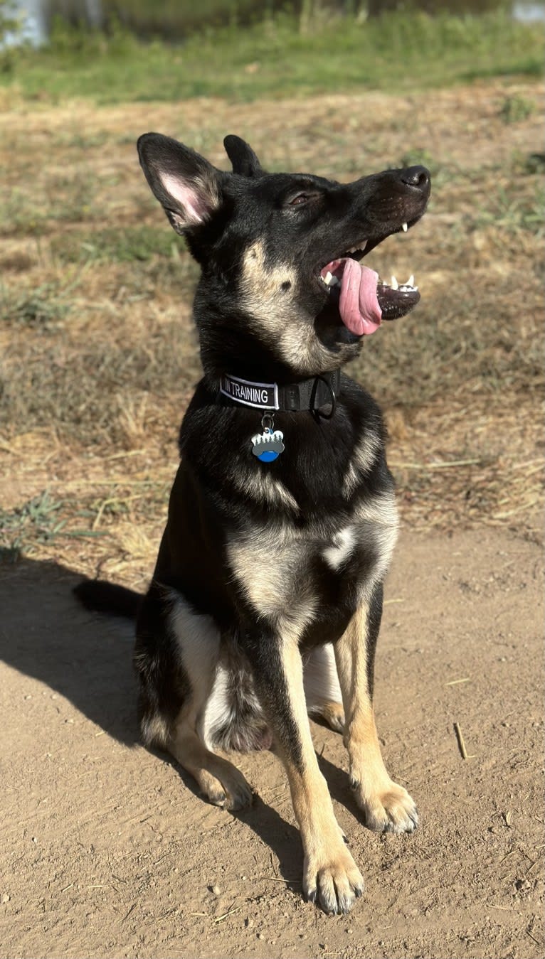 Pyro, a German Shepherd Dog (6.9% unresolved) tested with EmbarkVet.com