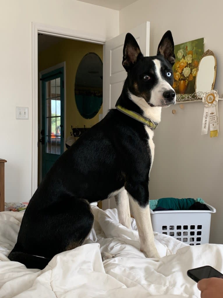 Charley, a Siberian Husky and American Pit Bull Terrier mix tested with EmbarkVet.com