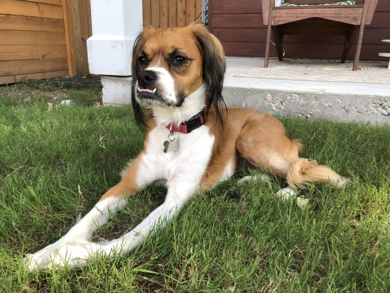 Maddie, a Boxer and Cocker Spaniel mix tested with EmbarkVet.com