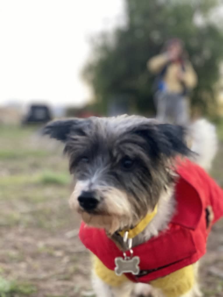 Tao, a Southeast Asian Village Dog tested with EmbarkVet.com