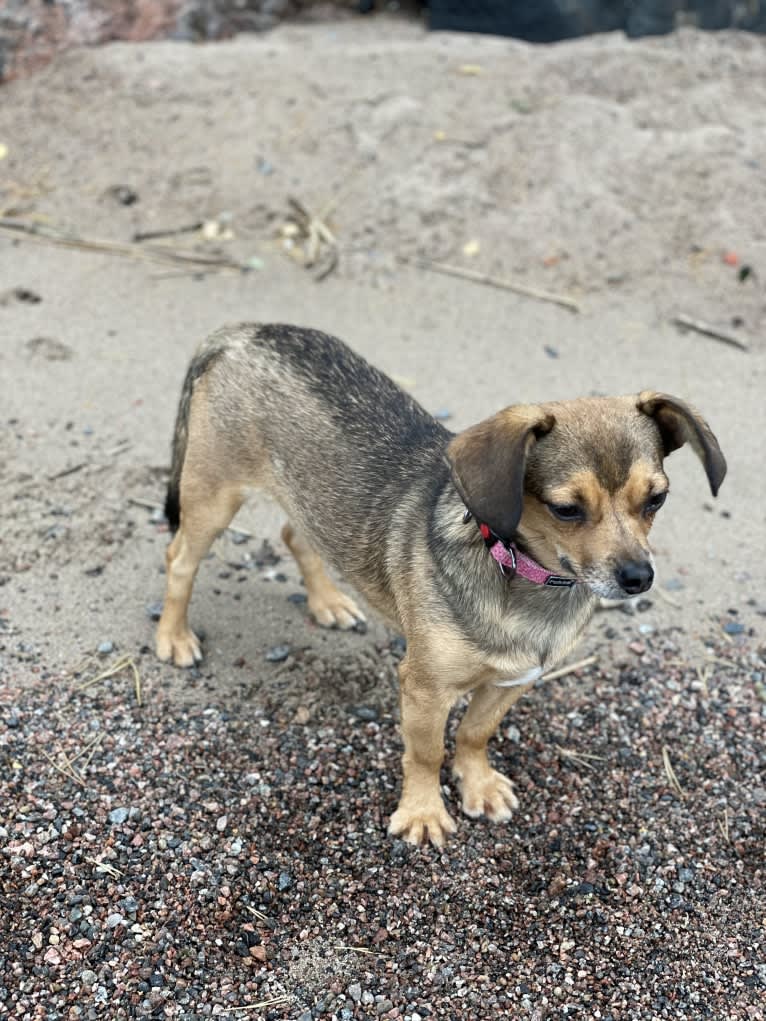 Topolino, an Eastern European Village Dog tested with EmbarkVet.com