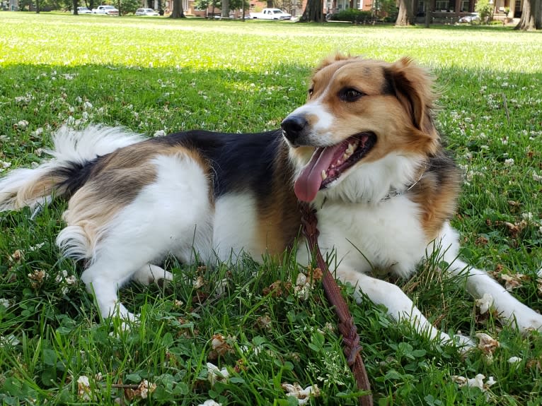 Frankie, a Beagle and Rat Terrier mix tested with EmbarkVet.com