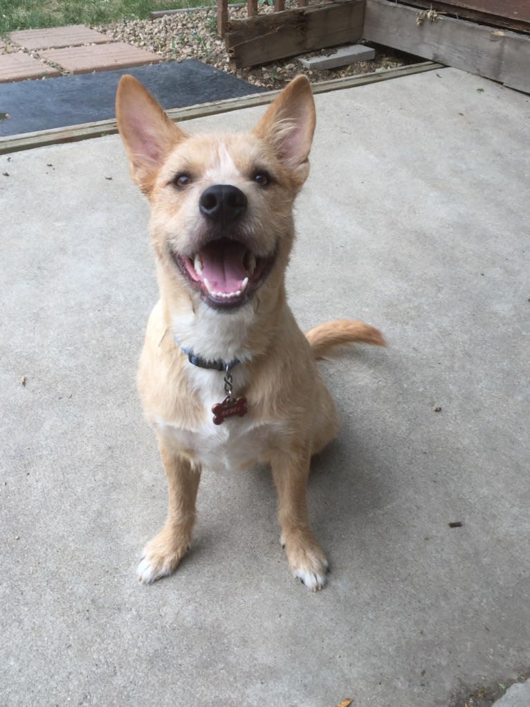 Rebel, an American Pit Bull Terrier and American Eskimo Dog mix tested with EmbarkVet.com