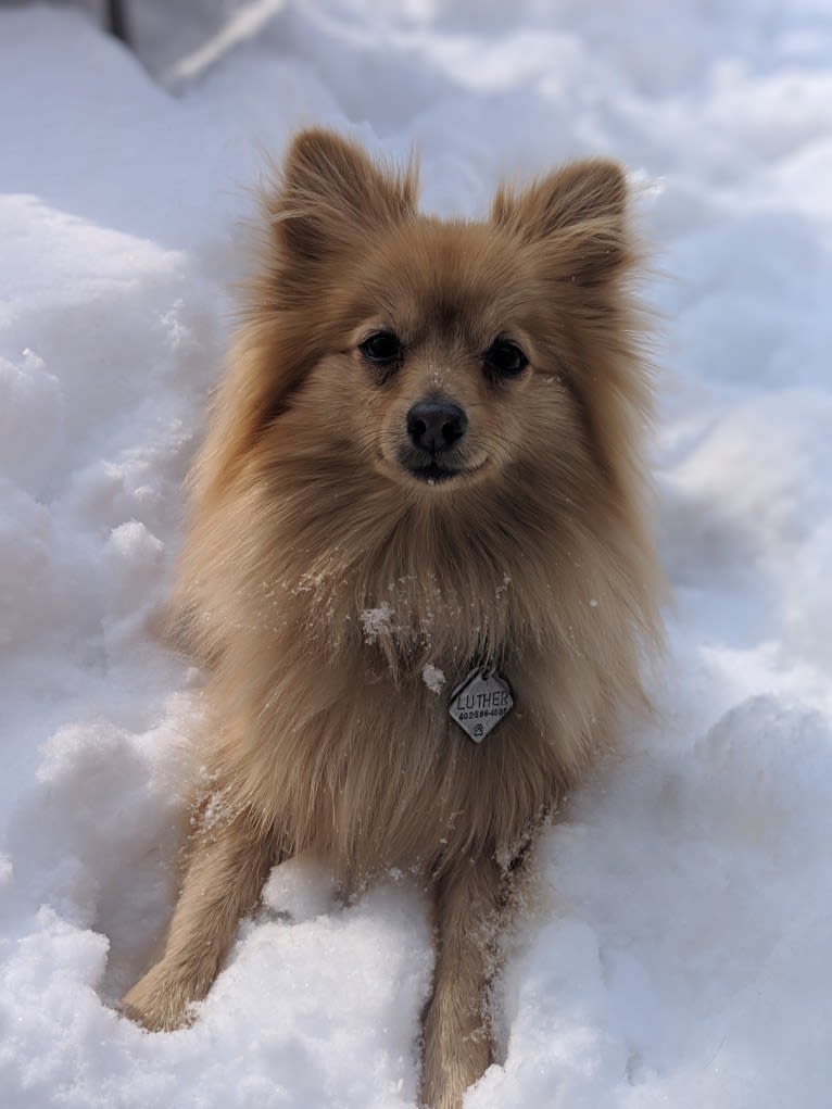 Luther, a Pomeranian tested with EmbarkVet.com