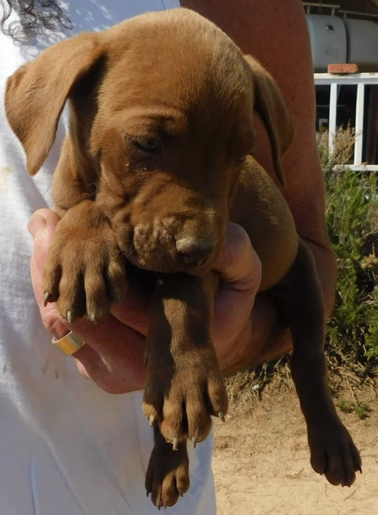 Kingston, a Weimaraner and Labrador Retriever mix tested with EmbarkVet.com