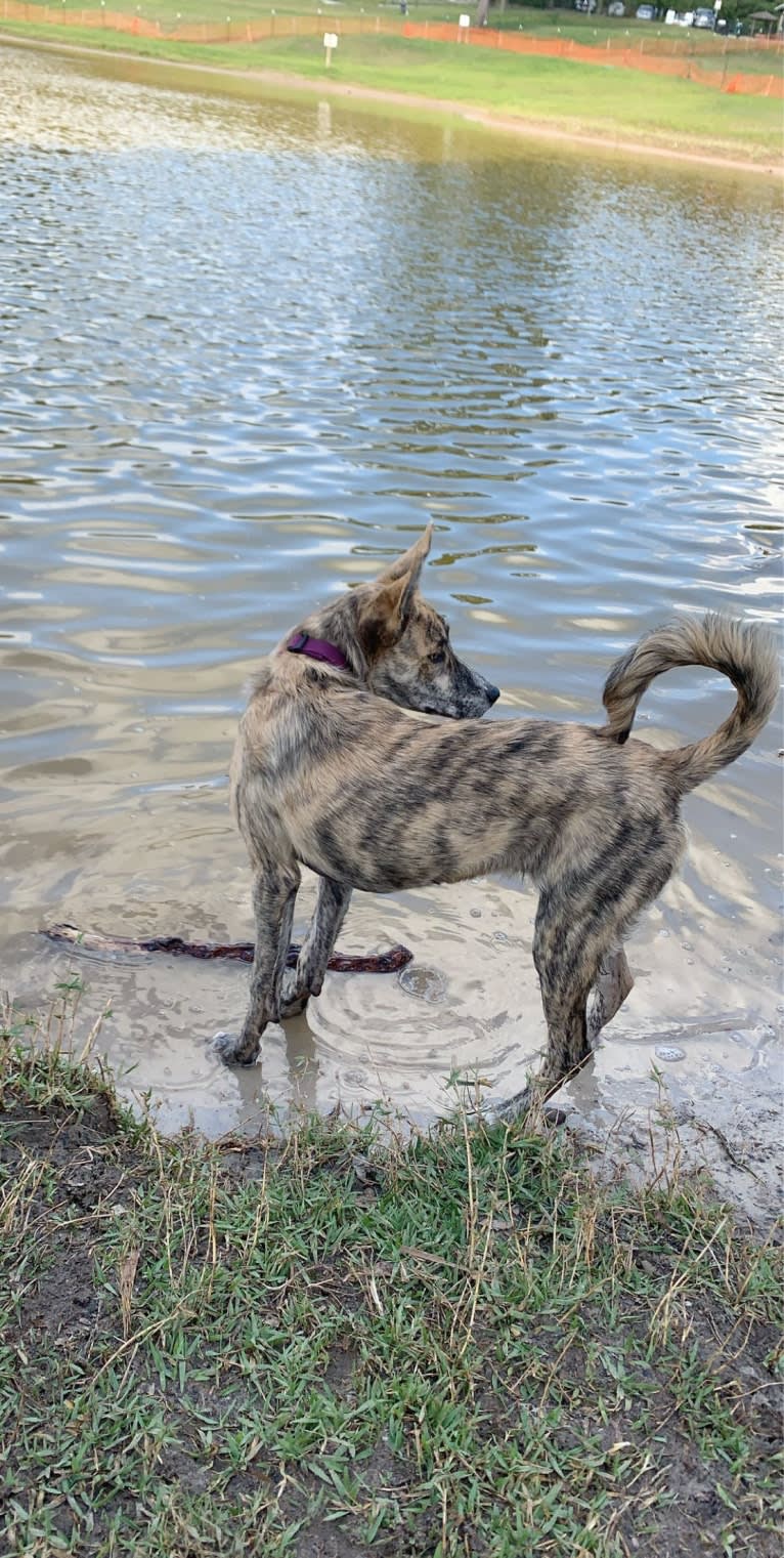 Charlie, a German Shepherd Dog and American Pit Bull Terrier mix tested with EmbarkVet.com