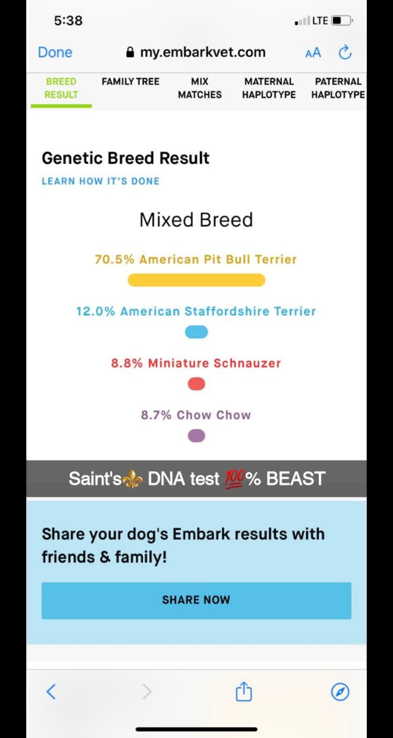 SAINT, an American Pit Bull Terrier and American Staffordshire Terrier mix tested with EmbarkVet.com