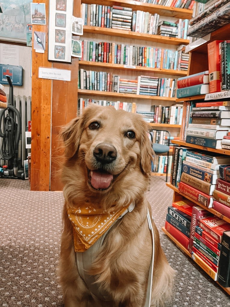 Marley, a Golden Retriever tested with EmbarkVet.com