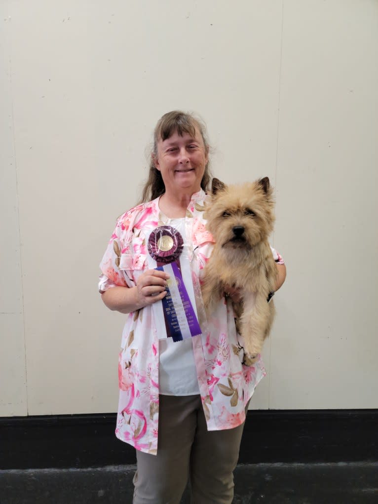 Ruby, a Cairn Terrier tested with EmbarkVet.com