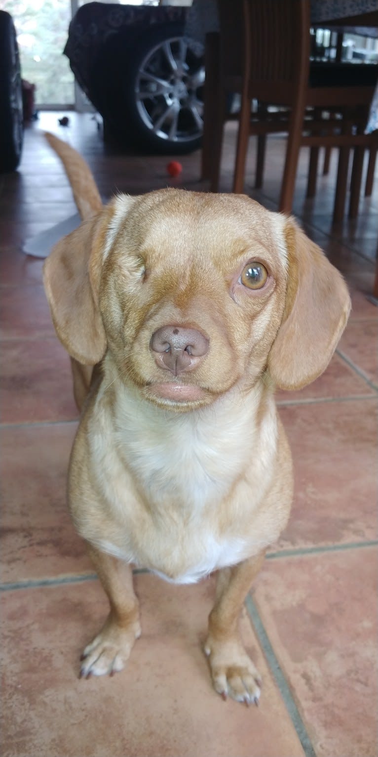 Carmela, a Dachshund and Shih Tzu mix tested with EmbarkVet.com