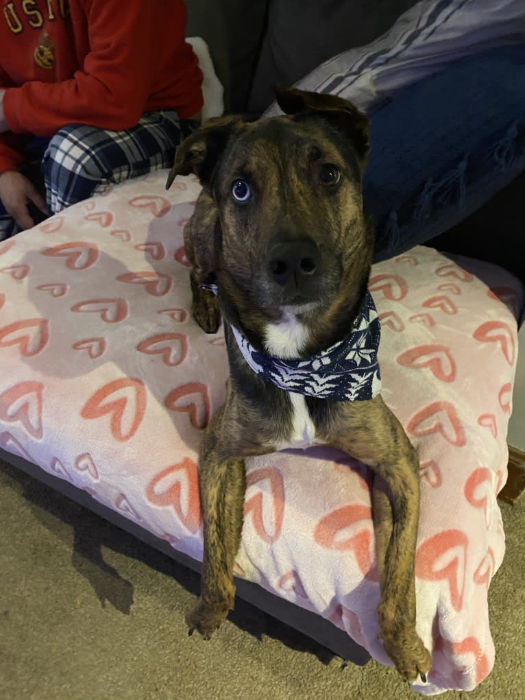 Waldo, a German Shepherd Dog and Dalmatian mix tested with EmbarkVet.com