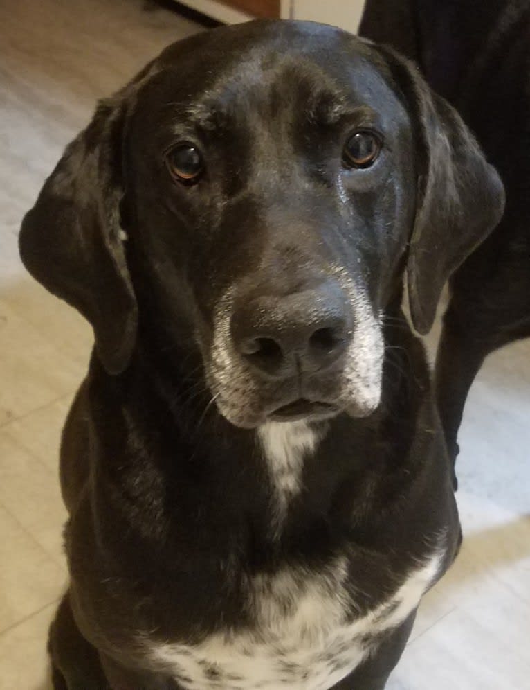 Happy, a Labrador Retriever and Bluetick Coonhound mix tested with EmbarkVet.com