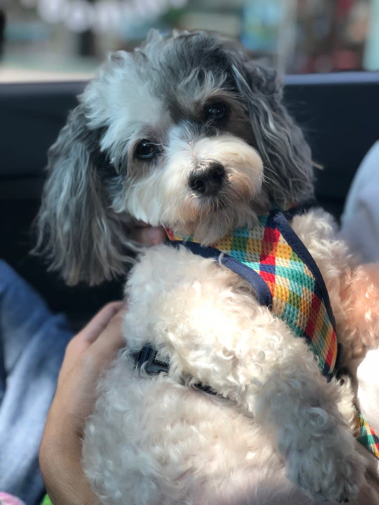 Pepper, a Maltese and Bichon Frise mix tested with EmbarkVet.com