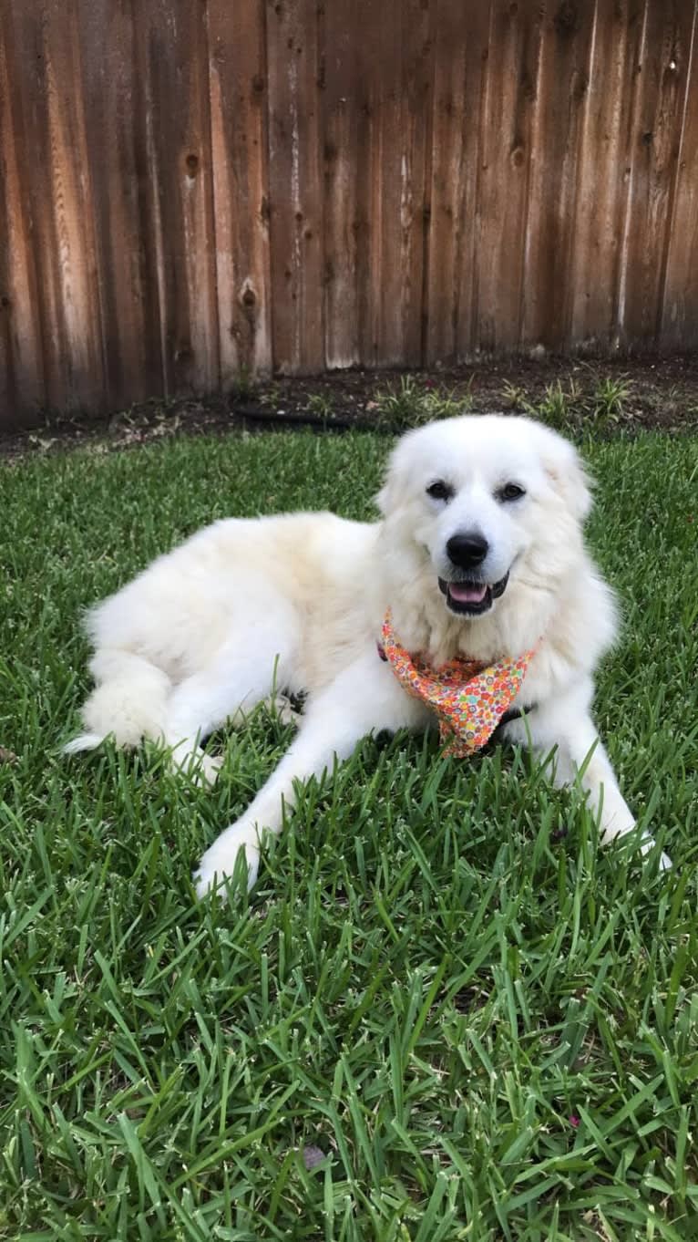 Riley, a Great Pyrenees tested with EmbarkVet.com