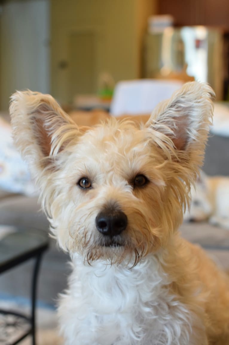 Winston, a Yorkshire Terrier and Russell-type Terrier mix tested with EmbarkVet.com