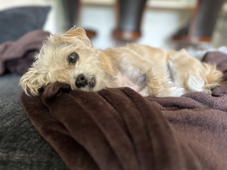 Cannoli, a Chihuahua and Lhasa Apso mix tested with EmbarkVet.com