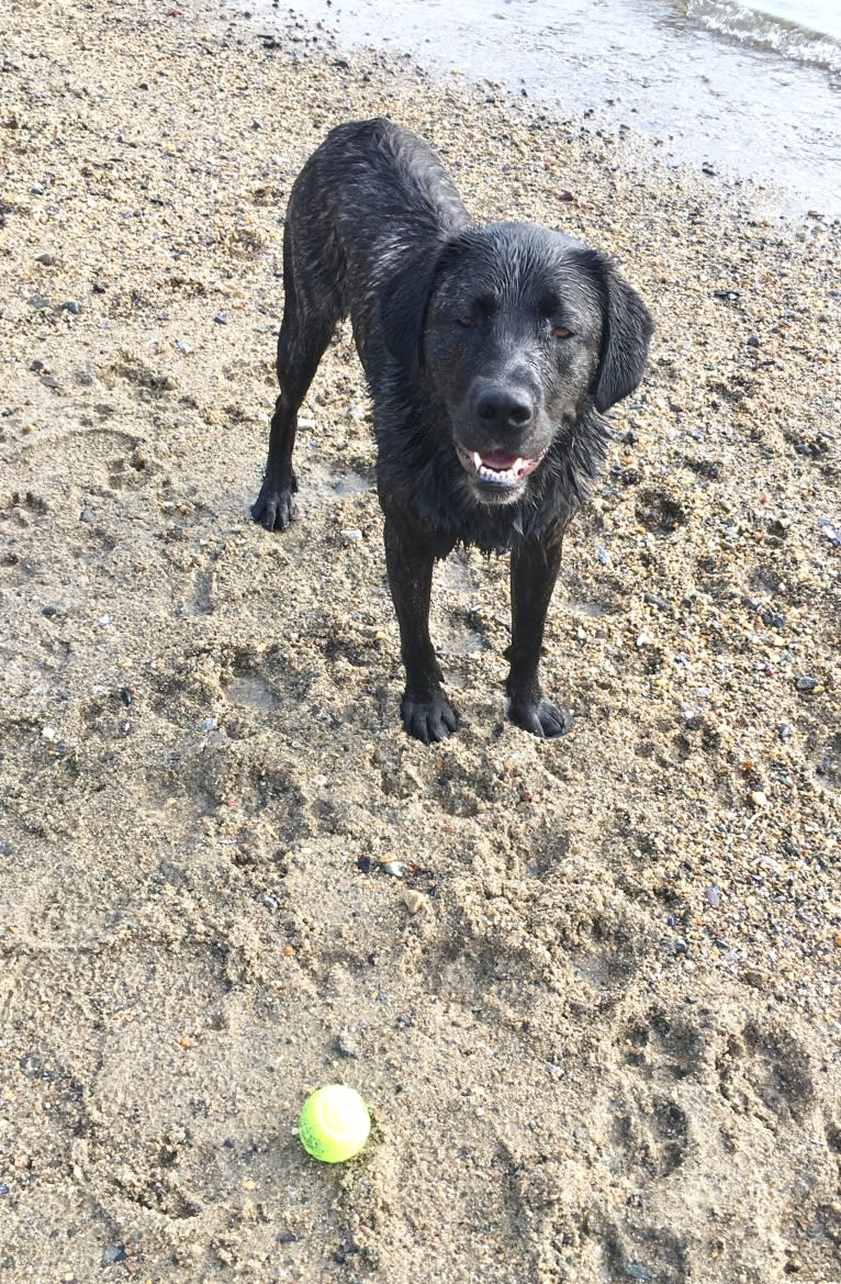 Ula, a Labrador Retriever and Saint Bernard mix tested with EmbarkVet.com