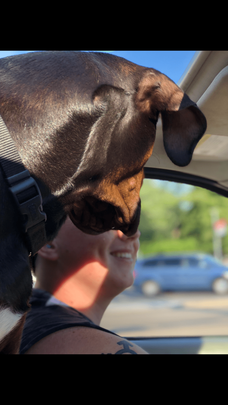 Sampson, a Catahoula Leopard Dog tested with EmbarkVet.com