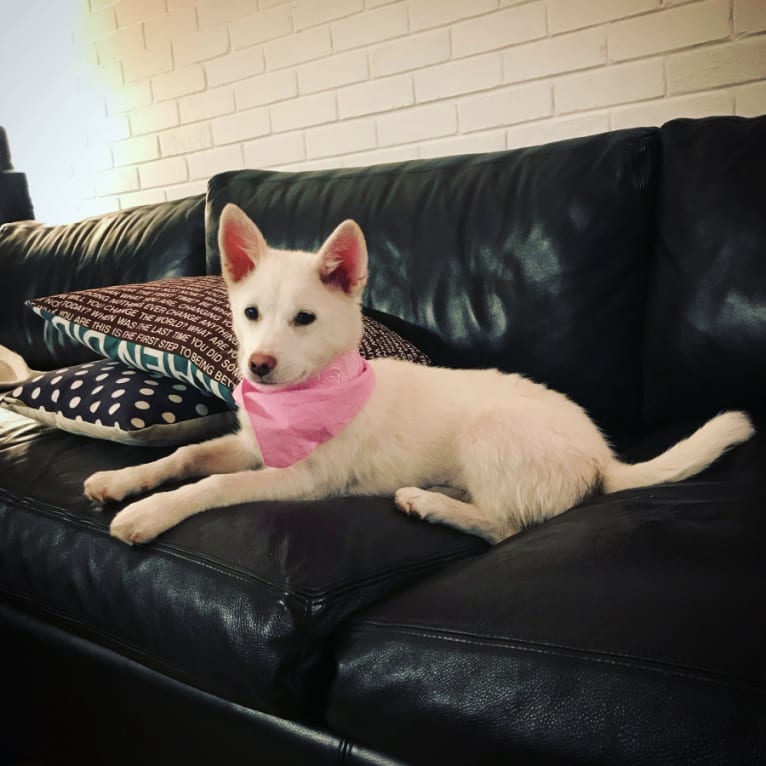 Sansa, an East Asian Village Dog tested with EmbarkVet.com