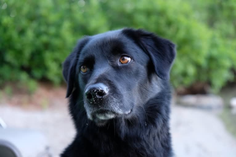 Riley, a Weimaraner and Labrador Retriever mix tested with EmbarkVet.com