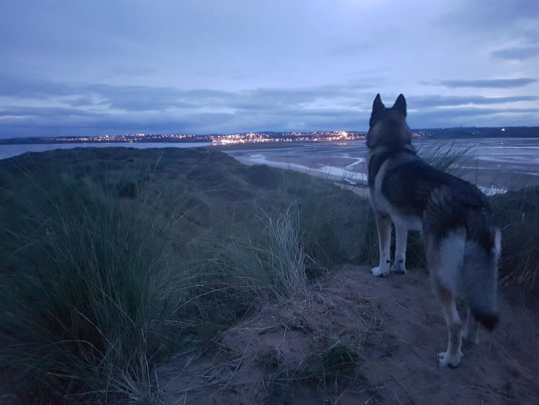 Kalen, a German Shepherd Dog and Siberian Husky mix tested with EmbarkVet.com