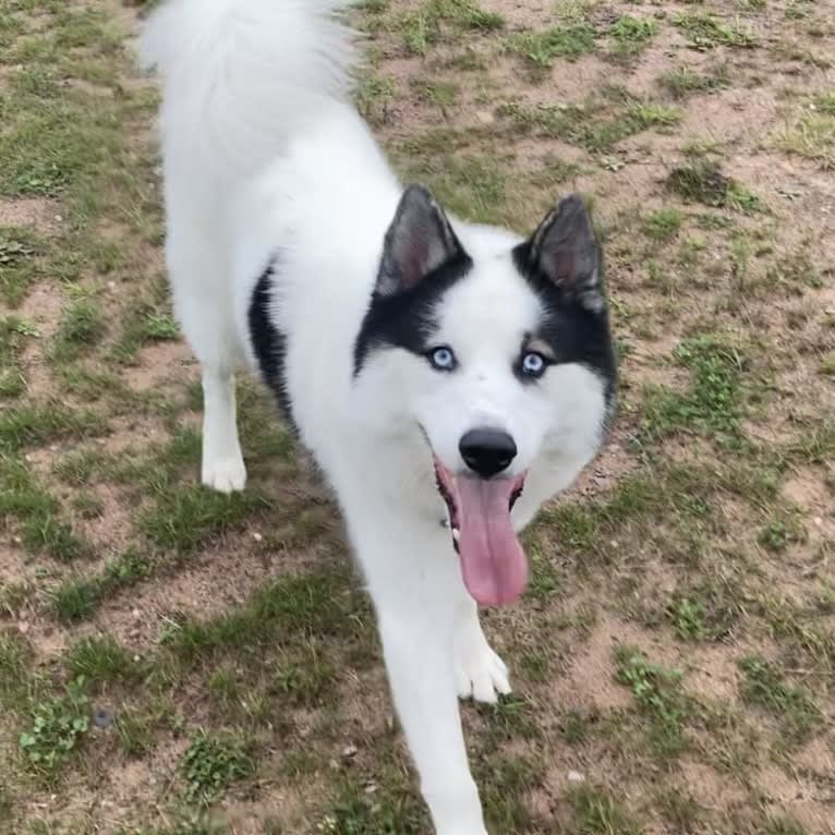 Yukon “Bold Faith’s White Water River”, a Yakutian Laika and Siberian Husky mix tested with EmbarkVet.com