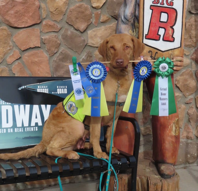 Epic, a Chesapeake Bay Retriever tested with EmbarkVet.com