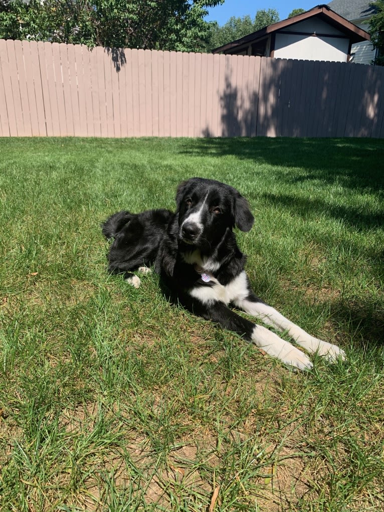 Bowie, a Great Pyrenees and Australian Shepherd mix tested with EmbarkVet.com