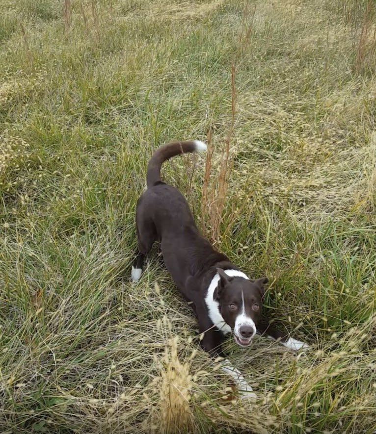 Tad, a McNab and Australian Kelpie mix tested with EmbarkVet.com