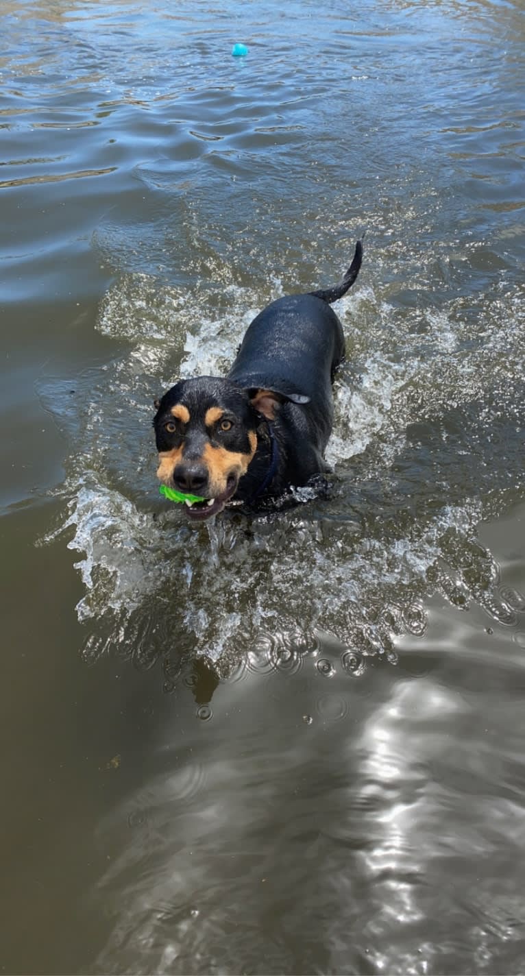 Rocky, an Australian Shepherd and American Bully mix tested with EmbarkVet.com