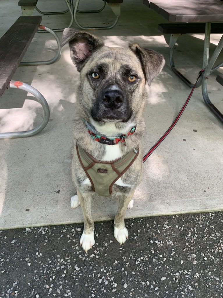 Tenzin, a Siberian Husky and Cane Corso mix tested with EmbarkVet.com