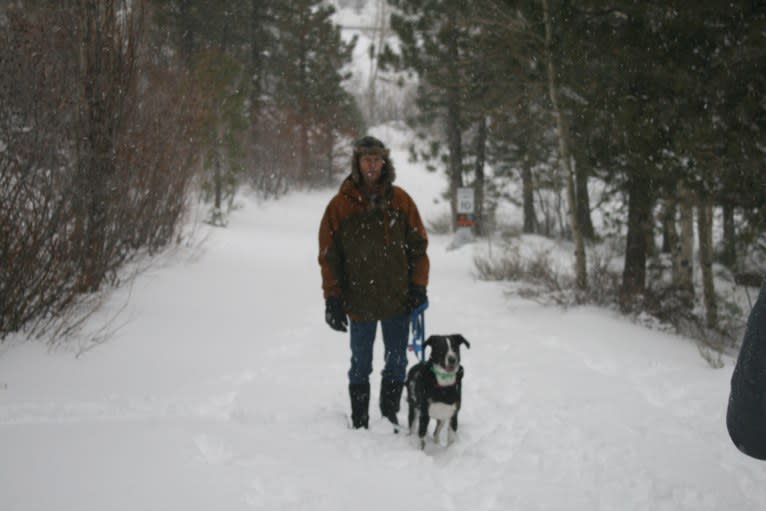 Boomer, an Australian Cattle Dog and Poodle (Standard) mix tested with EmbarkVet.com