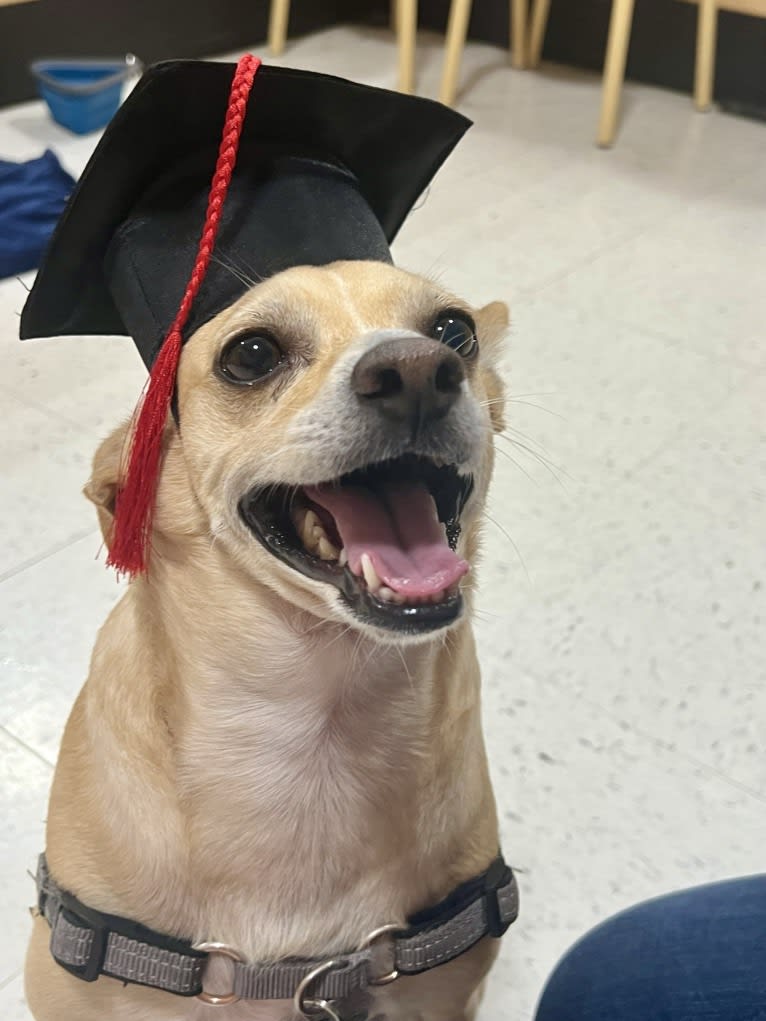 Taco, a Chihuahua and Dachshund mix tested with EmbarkVet.com