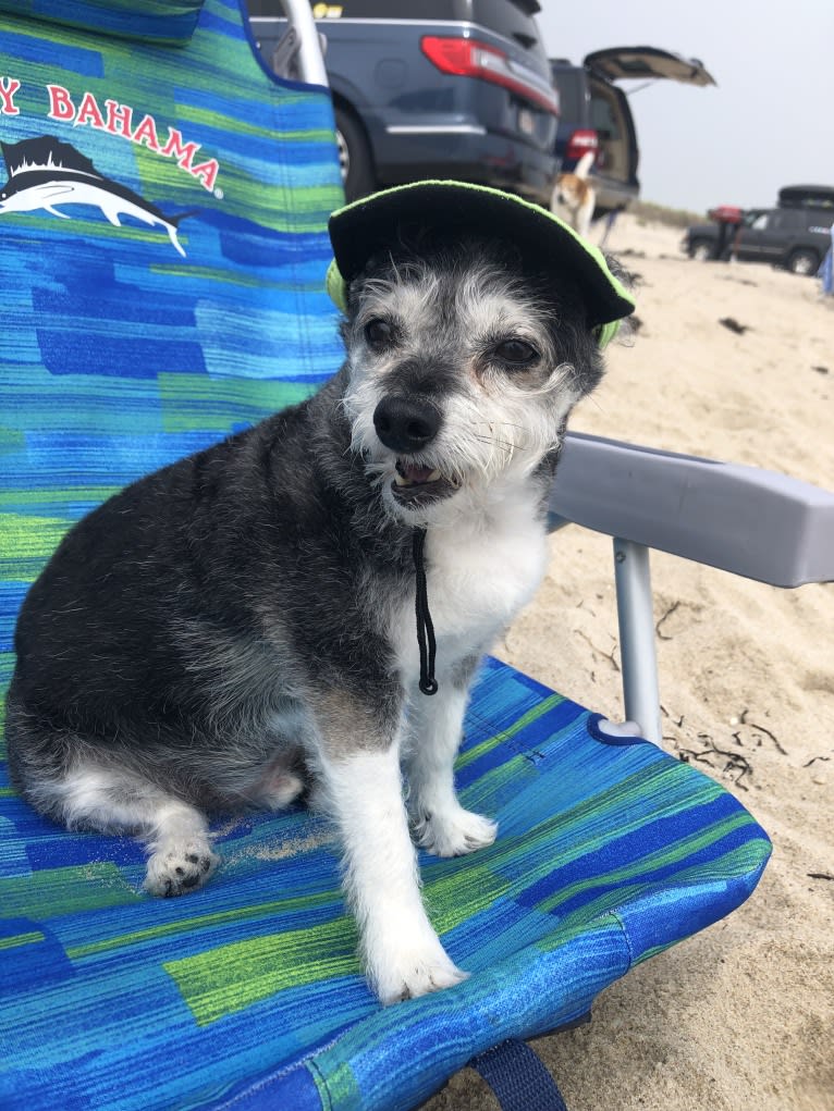 Max, a Bichon Frise and Chihuahua mix tested with EmbarkVet.com