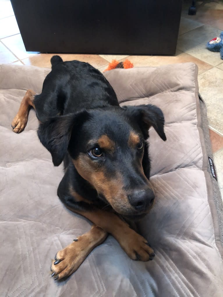 Zeke, an Australian Cattle Dog and Catahoula Leopard Dog mix tested with EmbarkVet.com