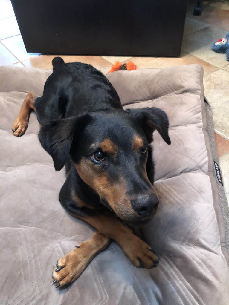 Zeke, an Australian Cattle Dog and Catahoula Leopard Dog mix tested with EmbarkVet.com