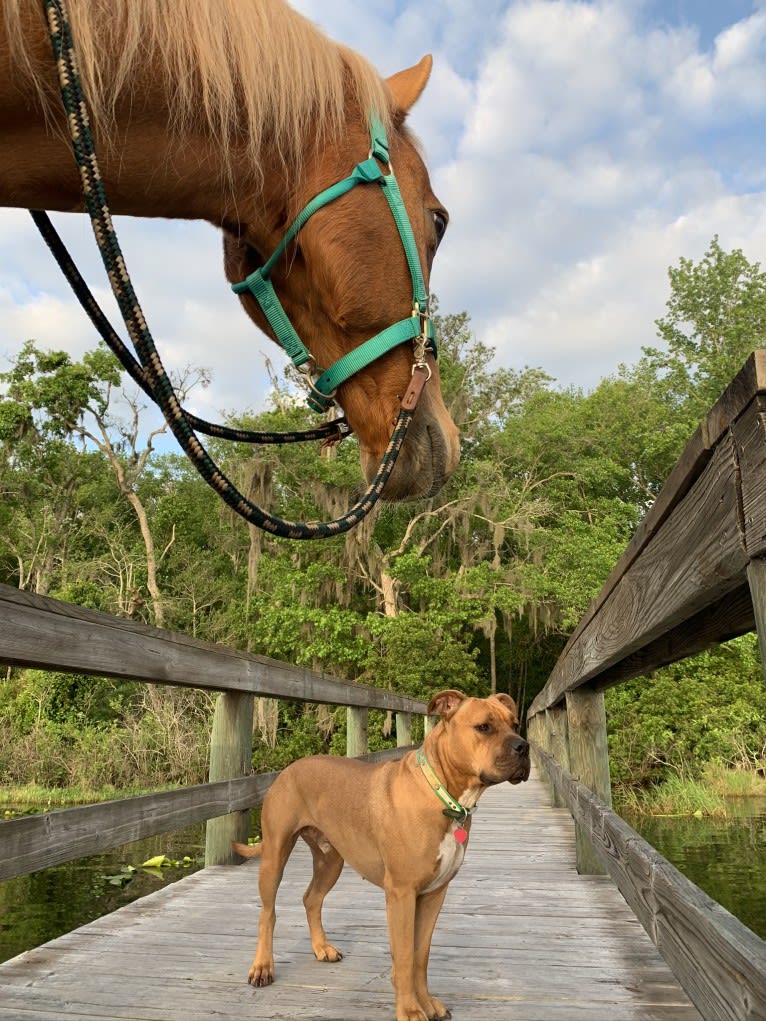 Gus, an American Bully and American Bulldog mix tested with EmbarkVet.com