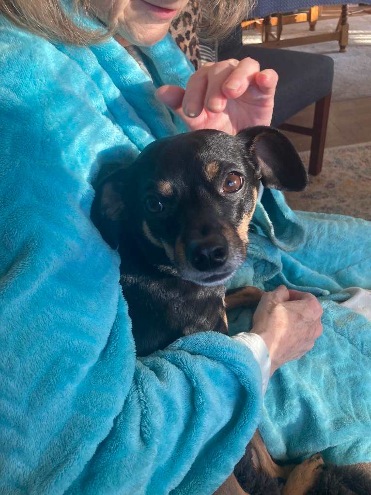 Sir Ridley, a Chihuahua and Rat Terrier mix tested with EmbarkVet.com