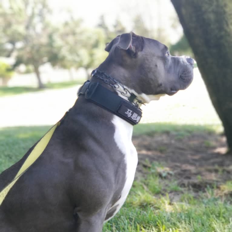 MaSiWei, an American Bully tested with EmbarkVet.com
