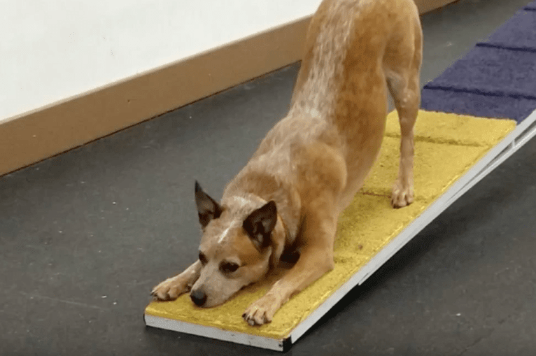 Joliet, an Australian Cattle Dog tested with EmbarkVet.com