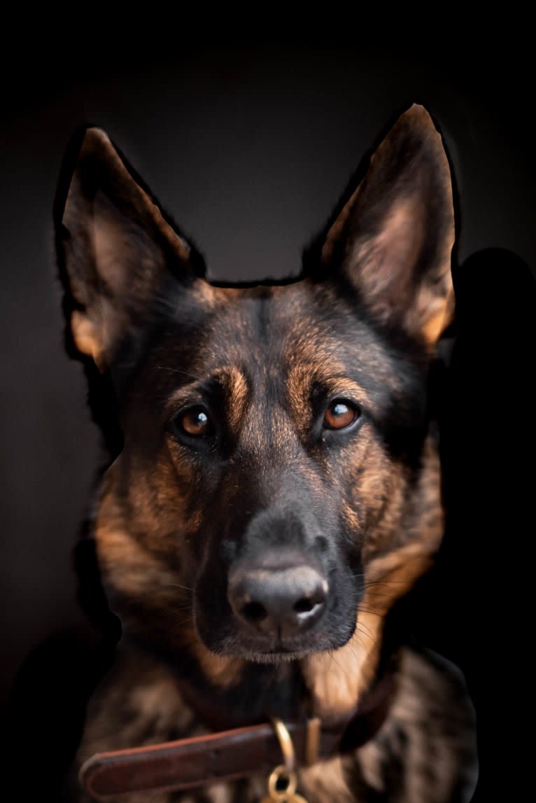 Axel, a German Shepherd Dog tested with EmbarkVet.com