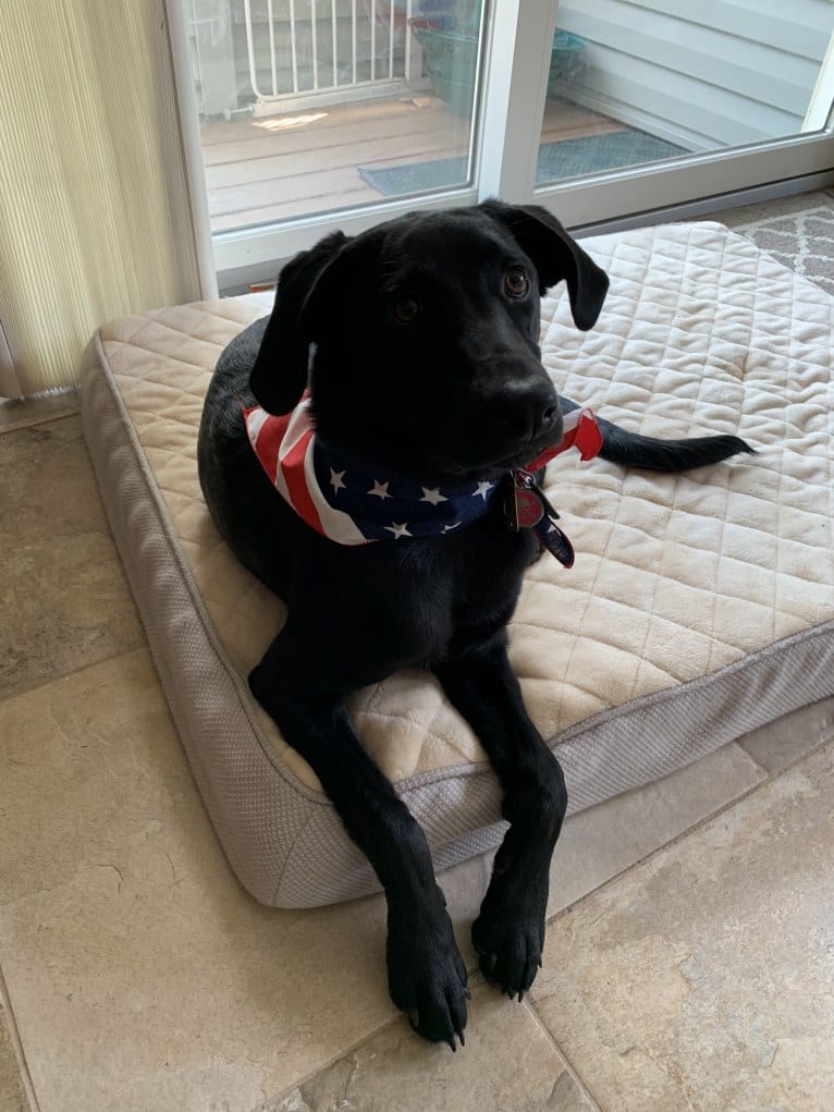 Cindy Lou, a Labrador Retriever and Border Collie mix tested with EmbarkVet.com