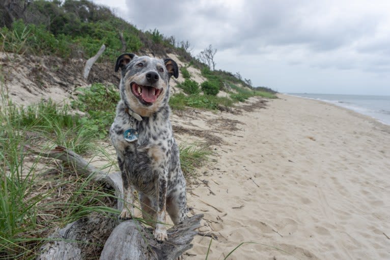 Banjo, an Australian Cattle Dog and Chow Chow mix tested with EmbarkVet.com