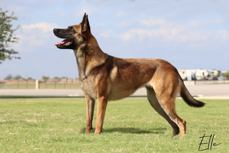 Elle, a Belgian Shepherd tested with EmbarkVet.com