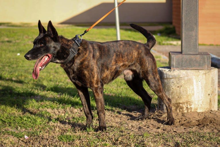 Static, a Dutch Shepherd tested with EmbarkVet.com