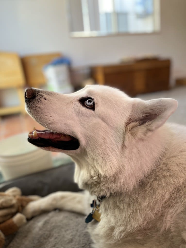 Mia, a Siberian Husky tested with EmbarkVet.com