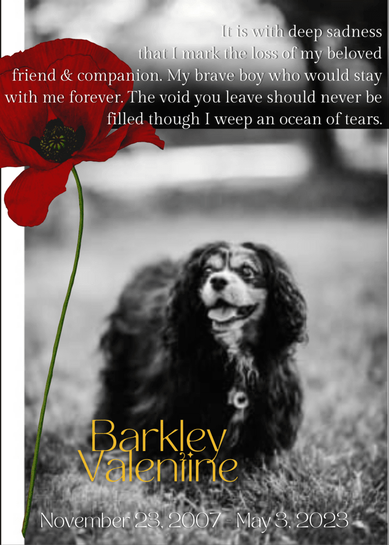 Barkley Valentine, a Cavalier King Charles Spaniel tested with EmbarkVet.com