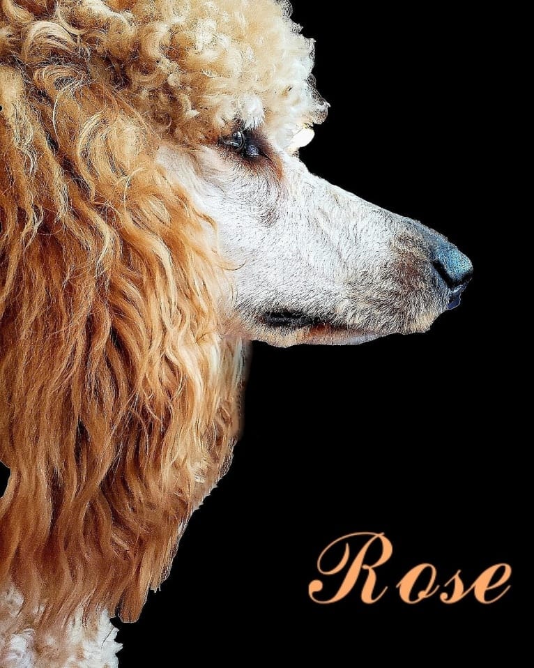 Rose, a Poodle (Standard) tested with EmbarkVet.com