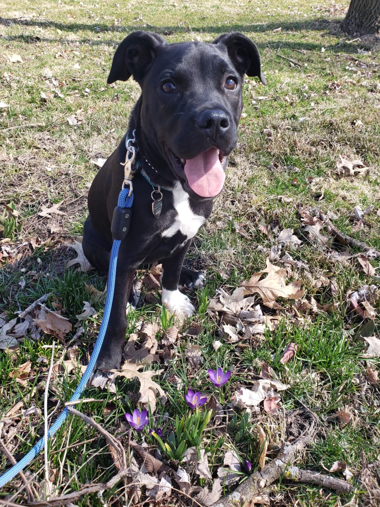 Pepper, an American Pit Bull Terrier and American English Coonhound mix tested with EmbarkVet.com